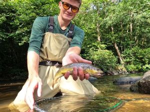 Brown Trout