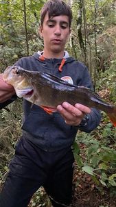 European Perch