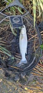 Flathead Grey Mullet