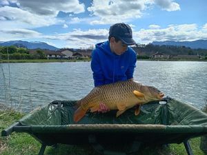 Mirror Carp