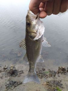European Bass (Seabass)