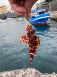 Scofano di madeira 