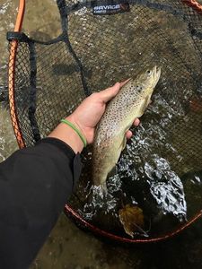 Rainbow Trout