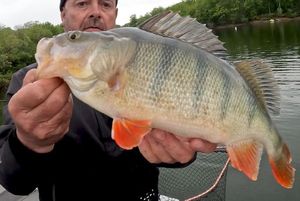 European Perch