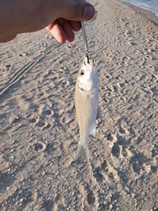 European Bass (Seabass)