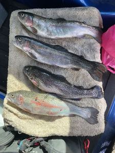 Rainbow Trout