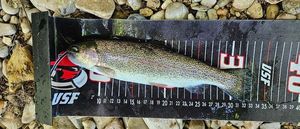 Rainbow Trout