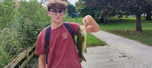 Largemouth Bass