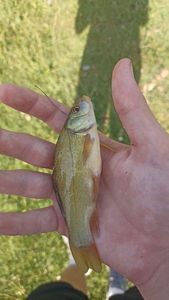 Tench