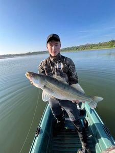 Zander
