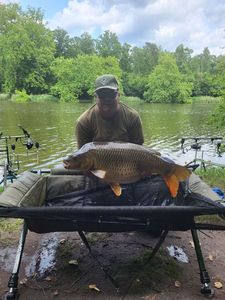 Common Carp