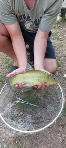 Tench