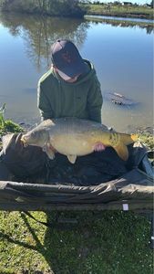 Mirror Carp