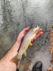 Brown Trout
