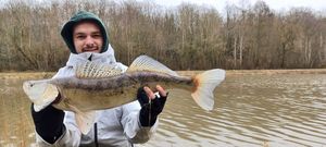 Zander
