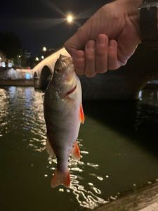 European Perch