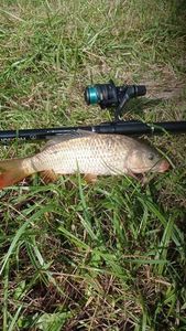 Common Carp