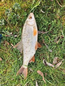 Roach
