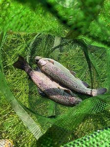 Rainbow Trout