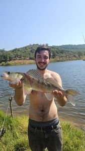 Zander
