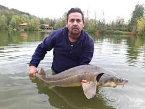Sturgeon