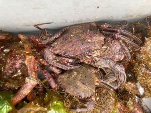 Velvet Swimming Crab
