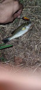 Smallmouth Bass