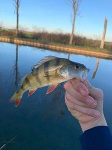 European Perch