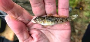 Round Goby