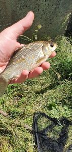 Crucian Carp