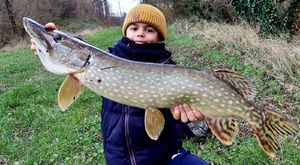 Northern Pike