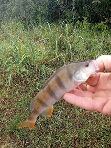 European Perch