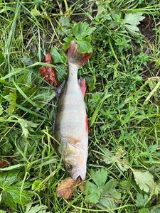 Yellow Perch