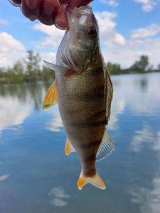 European Perch