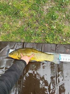 Tench