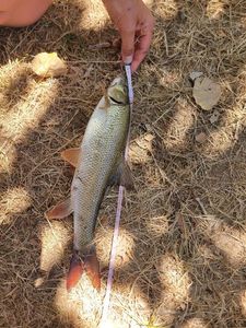 Barbel
