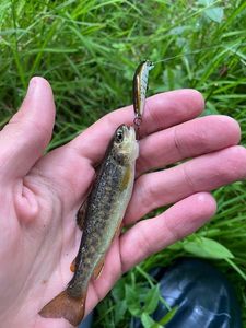 Brown Trout