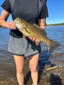 Smallmouth Bass