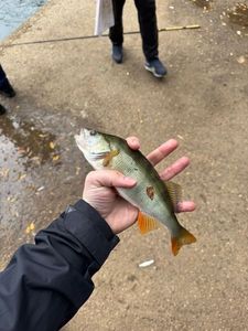 European Perch