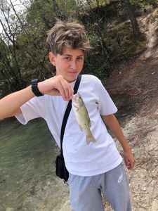 Largemouth Bass