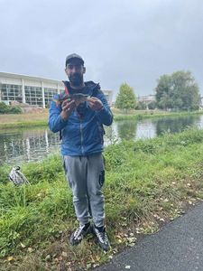 European Perch