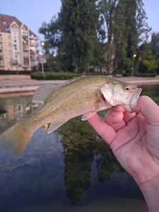 Largemouth Bass