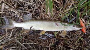 Northern Pike