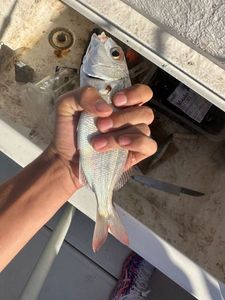 Black Seabream