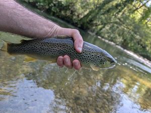 Brown Trout