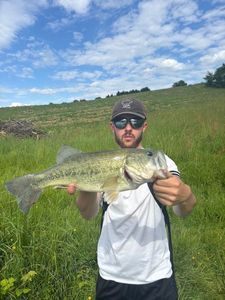 Largemouth Bass