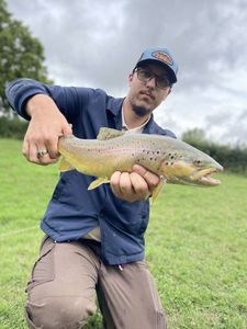 Brown Trout
