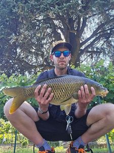 Common Carp