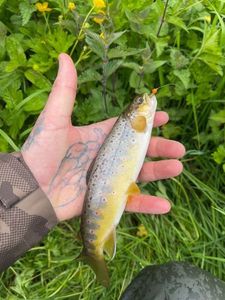 Brown Trout