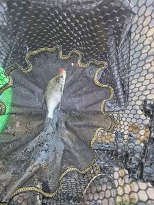 White bream